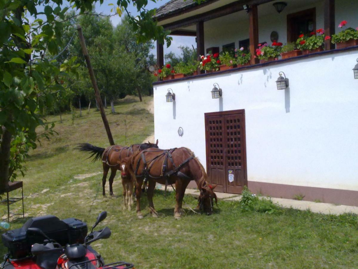 Cottage Poe Poienari Εξωτερικό φωτογραφία