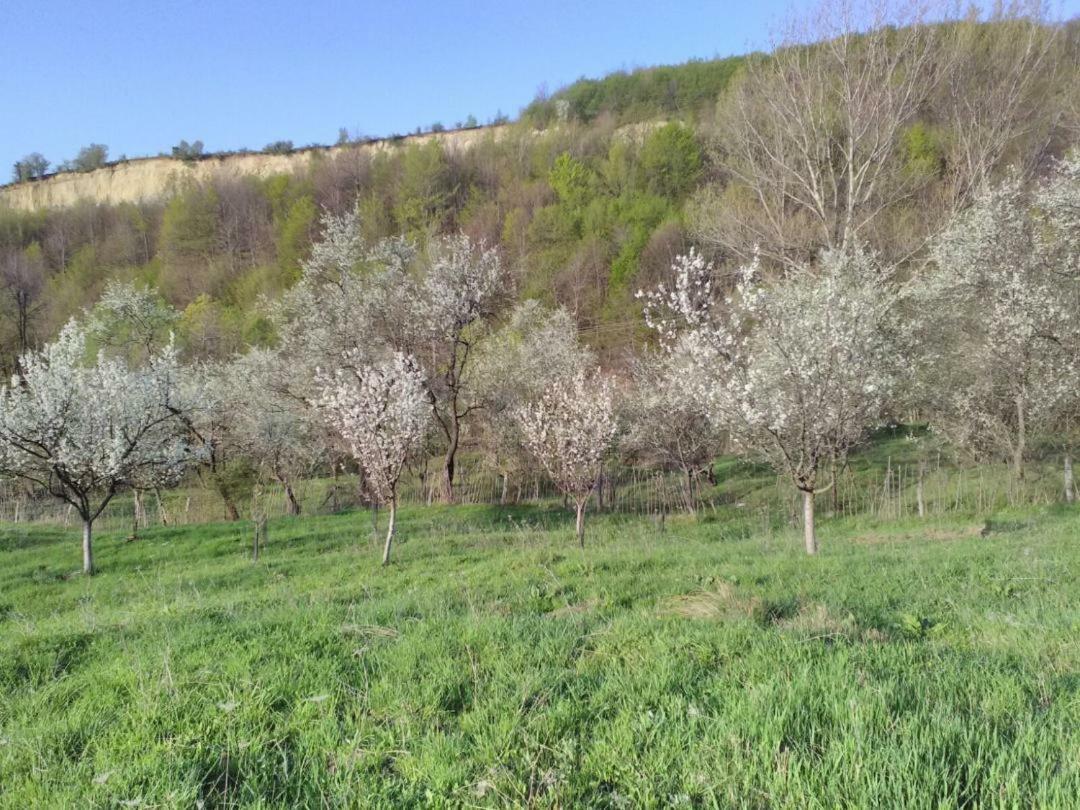 Cottage Poe Poienari Εξωτερικό φωτογραφία