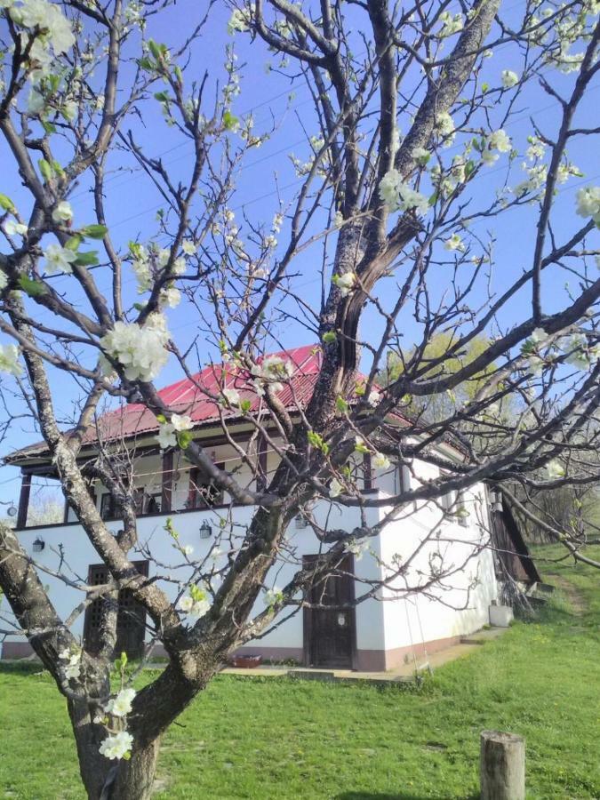 Cottage Poe Poienari Εξωτερικό φωτογραφία