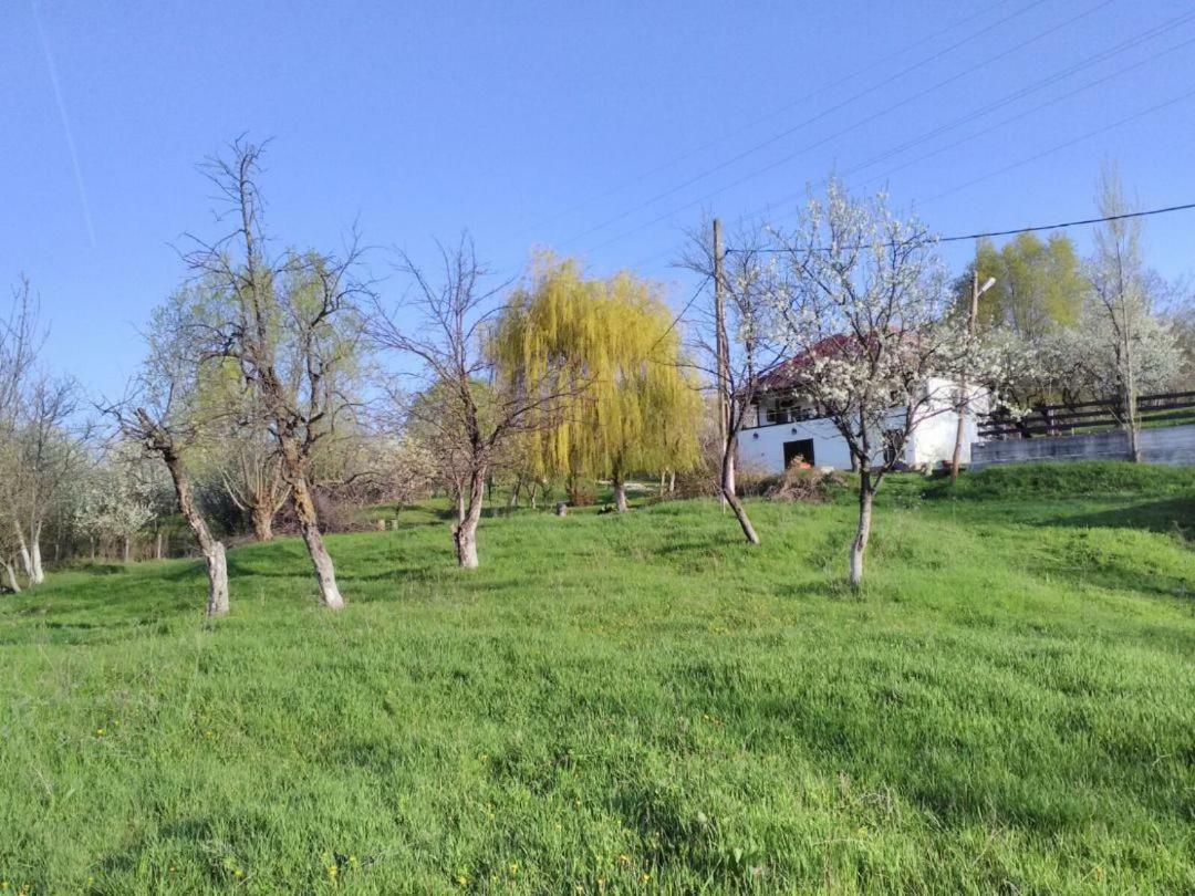 Cottage Poe Poienari Εξωτερικό φωτογραφία