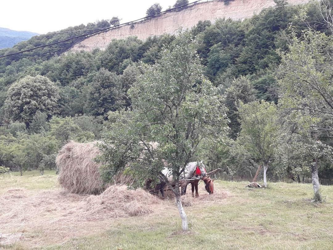 Cottage Poe Poienari Εξωτερικό φωτογραφία